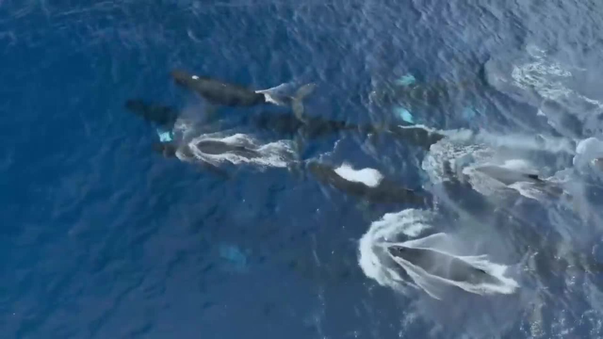 La Gran Migración del Serengueti, una fuente de historias dignas de Hollywood