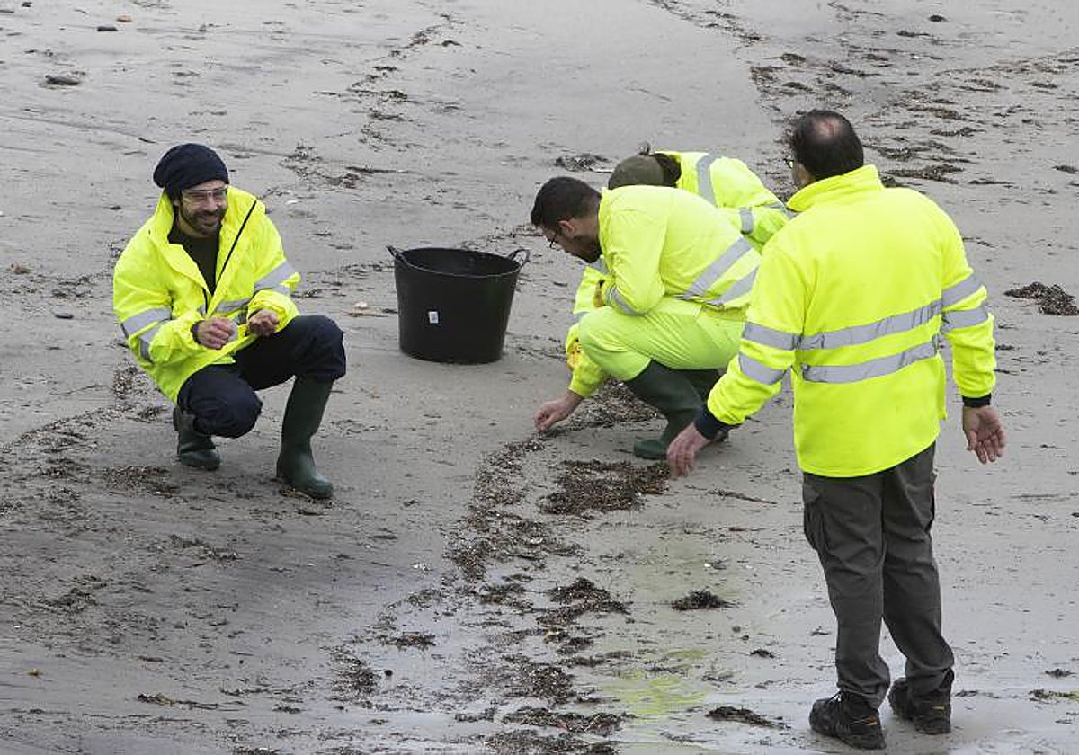 Empleados de la empresa pública Tragsa participan en la recogida de pellets de plástico en la Playa de A Madorra en Nigrán, Pontevedra