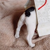 Regalos de ida y vuelta: el abandono de animales aumenta tras la Navidad
