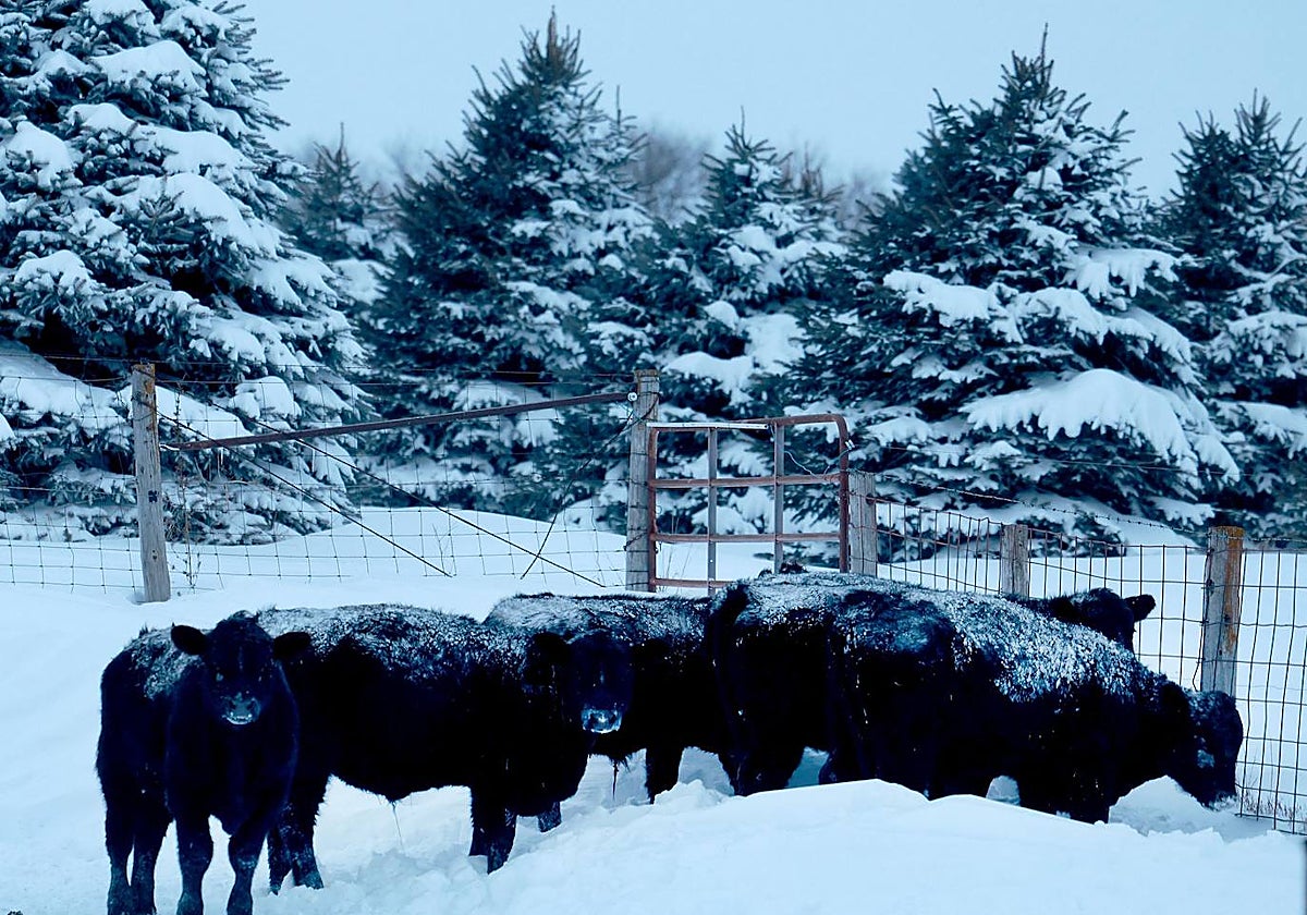 Varios bueyes se paran en un pasto en Casey, Iowa