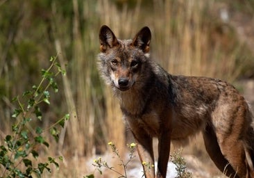 La justicia europea se inclina por permitir la caza del lobo solo al norte del Duero