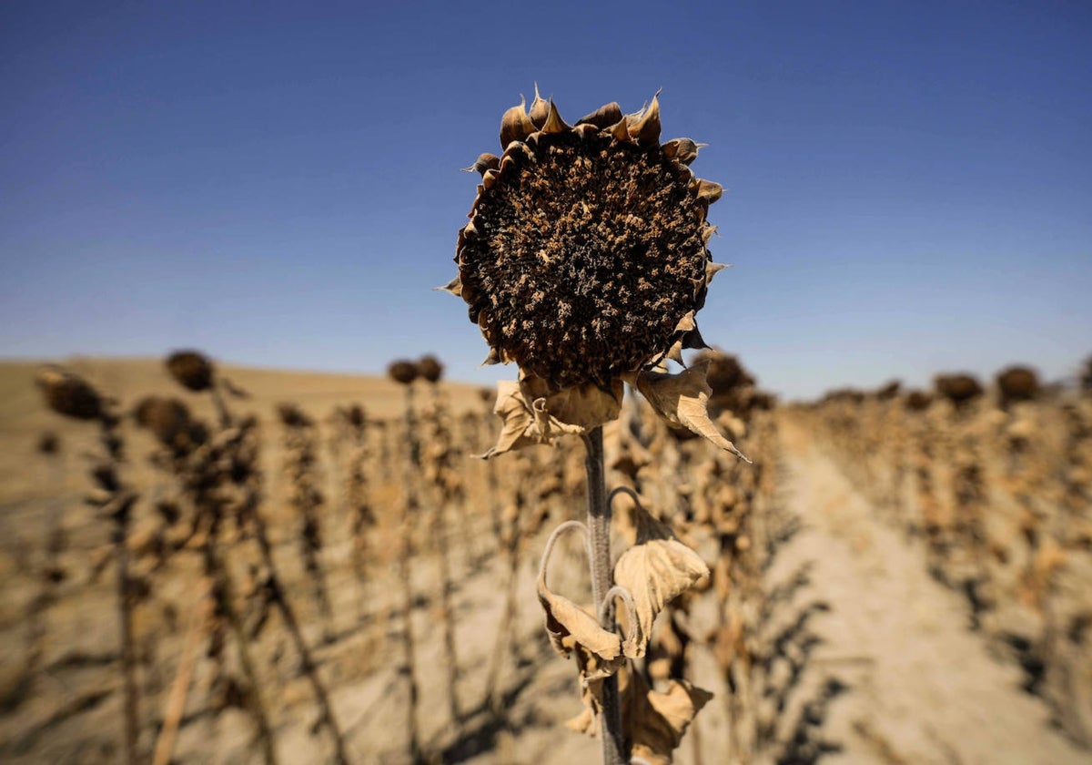 Vista de unos girasoles secos sin recoger en una finca de la provincia de Córdoba