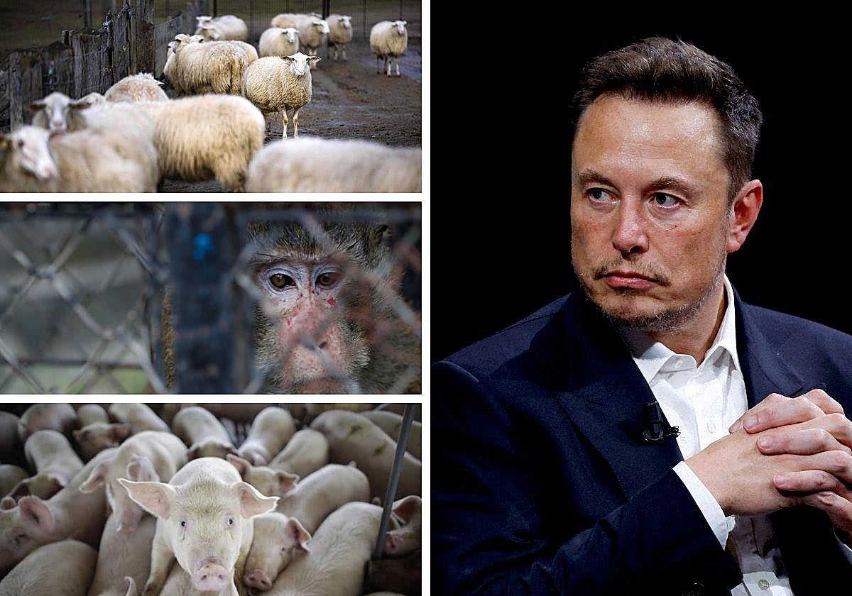 Monos, ovejas y cerdos, las 1.500 víctimas de Musk hasta implantar un chip en un cerebro humano