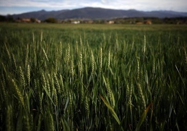 Más técnicas 'naturales' y áreas sin pesticidas: así es la norma que Bruselas deja caer por las protestas de agricultores