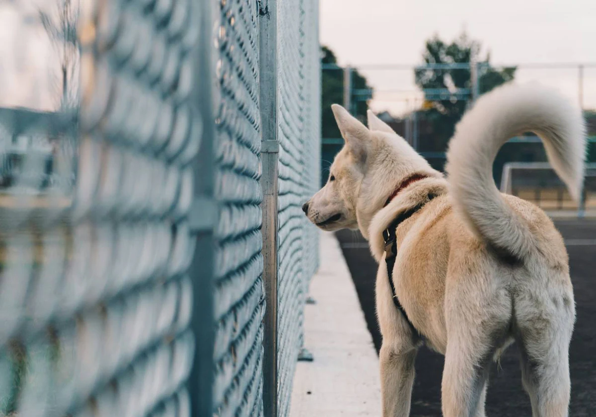 Por qué mueven la cola los perros?