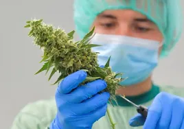Sanidad regulará el uso del aceite de cannabis para pacientes con cáncer o esclerosis múltiple