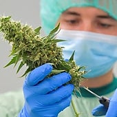 El Gobierno regulará el cannabis medicinal para pacientes con cáncer o esclerosis múltiple