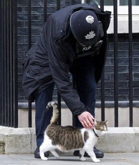 Imagen secundaria 2 - Arriba, Barack Obama acaricia a Larry durante una visita a Downing Street. Abajo, el jefe ratonero se pasea por delante del antiguo primer ministro, Boris Johnson. A la derecha, un policía de la seguridad del 10 de Downing Street acaricia a Larry