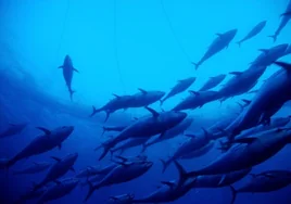 Los esfuerzos para reducir la contaminación de mercurio no logran mejorar los niveles en los atunes
