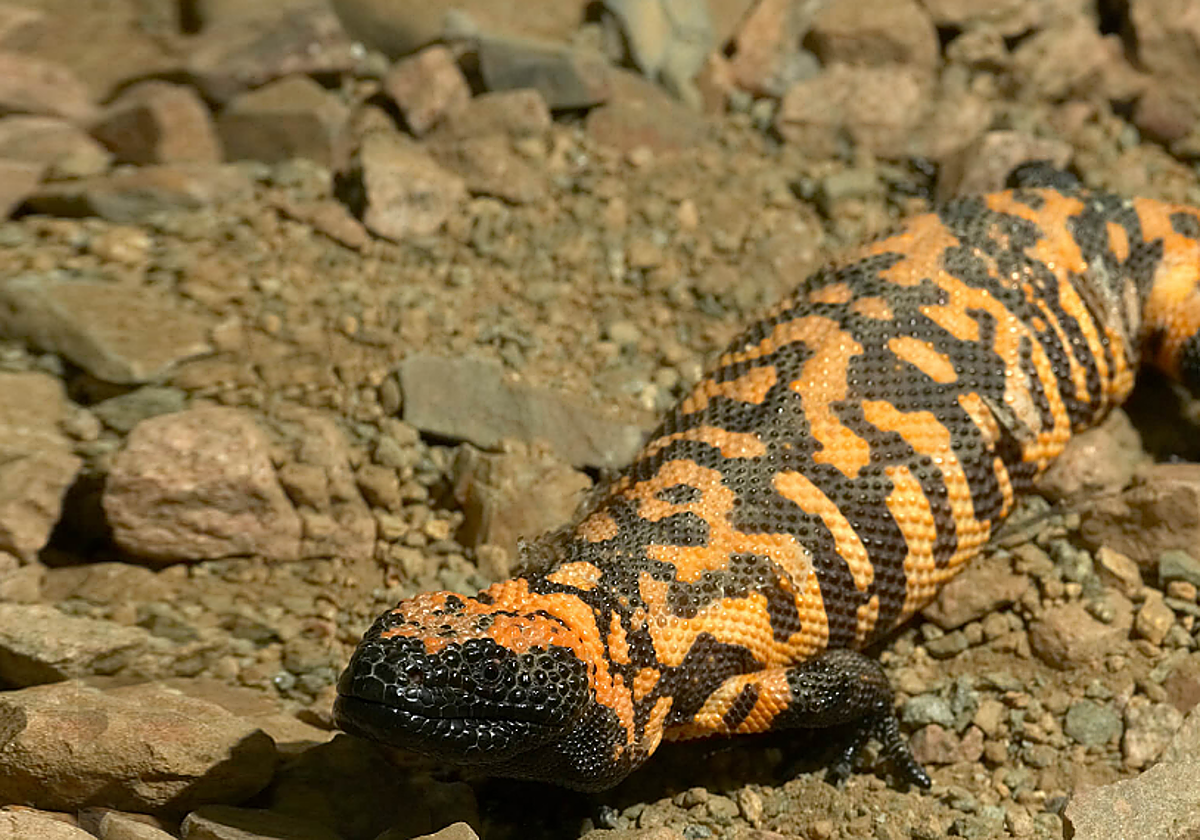 Un ejemplar del lagarto monstuo de Gila
