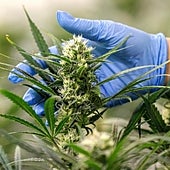 Alemania legaliza el cannabis recreativo