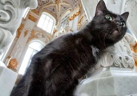 La patrulla de vigilantes del museo de San Petersburgo: 60 felinos que ahuyentan a los roedores