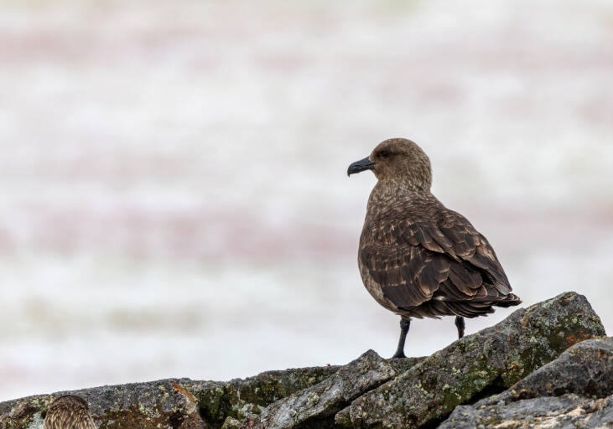 Ejemplar de skua o págalo marrón en la Antártida