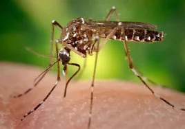 Perú decreta la emergencia sanitaria por dengue en 20 regiones