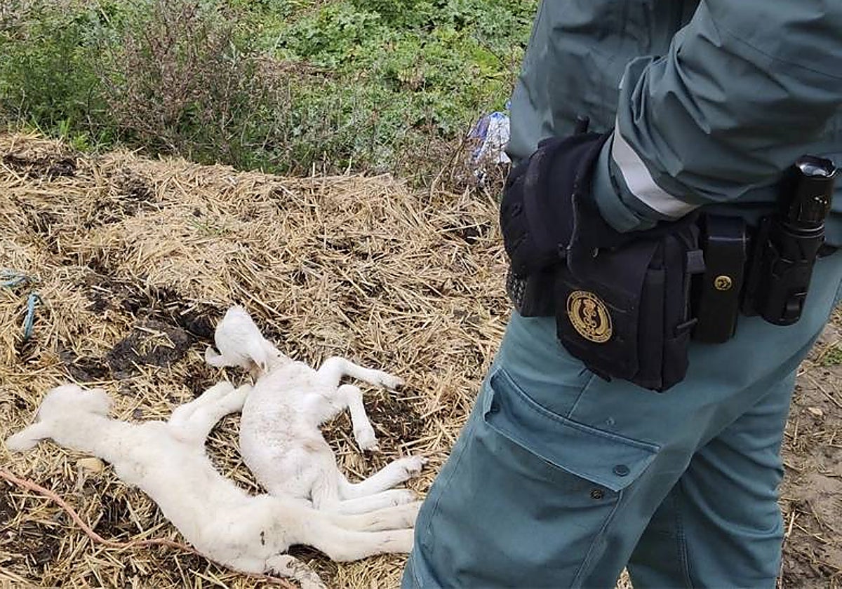 Imagen del operativo de la Guardia Civil en la granja