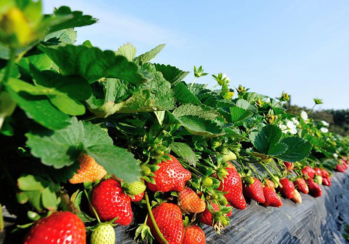 Fresas, almejas, mejillones... ¿Por qué puedes contraer hepatitis A con la comida?