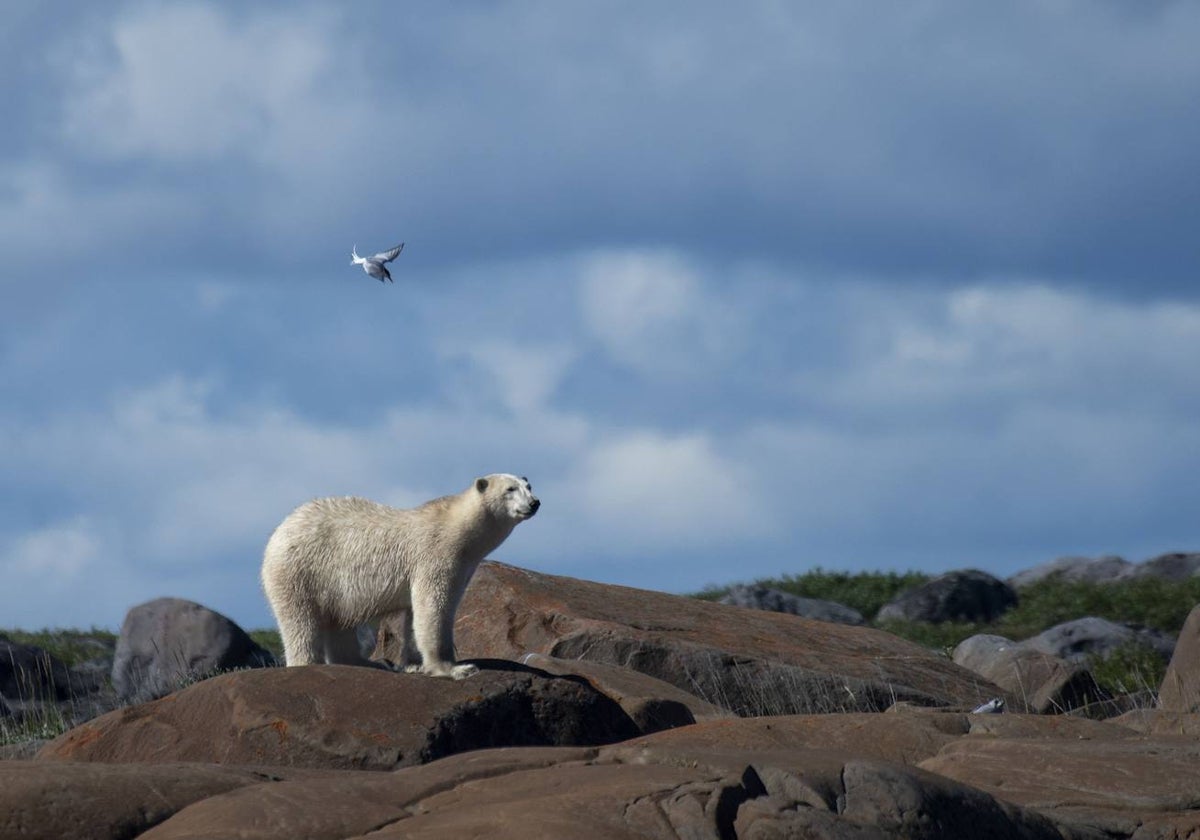 Un oso polar en agosto de 2022 en un terreno del Ártico sin hielo