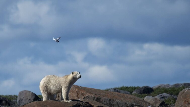 Todo el hielo del Ártico podría desaparecer en verano a partir de 2035