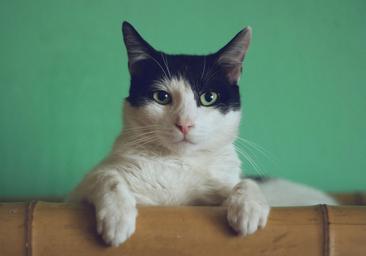 Este es el tiempo que los gatos tardan en olvidar a una persona: así funciona su memoria