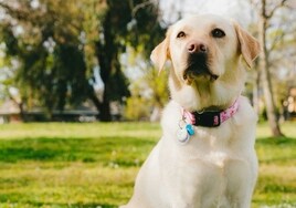 Descubren el misterio detrás de que tu perro labrador siempre tenga hambre: una mutación genética