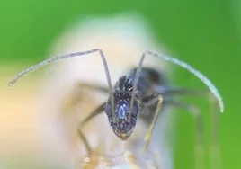 Expertos urgen a «actuar rápidamente» contra la hormiga loca para evitar plagas como la del cangrejo americano