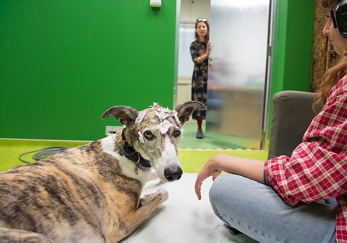 Uno de los experimentos realizados con electroencefalograma que dan peso a la investigación