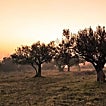 El olivo reconquista el norte