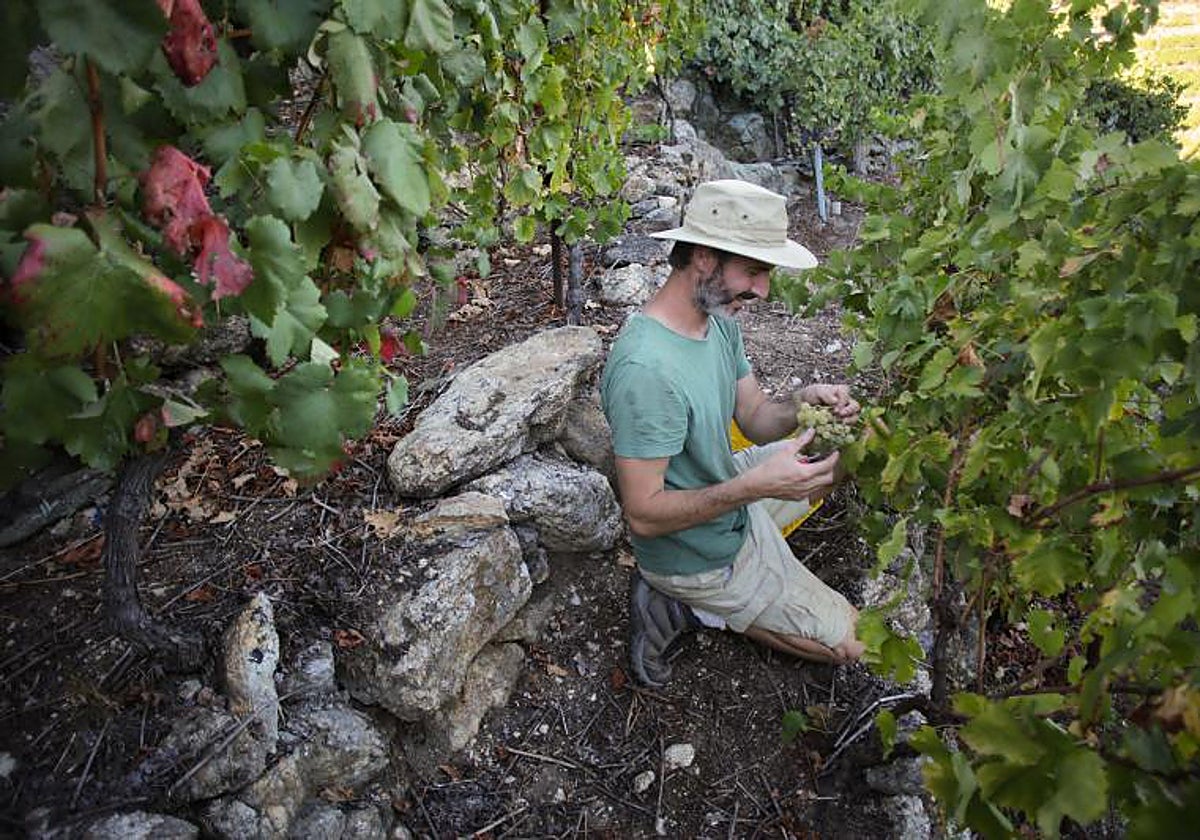 Un viticultor de la Ribera sacra, en Galicia