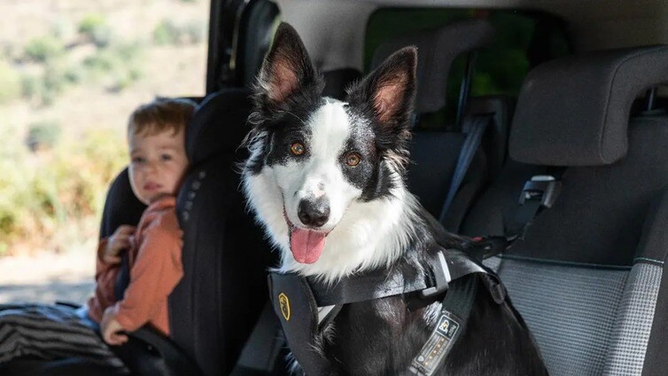 Multas de 1.000 hasta 200.000 euros: cómo llevar a tu mascota en el coche según la ley de Bienestar Animal