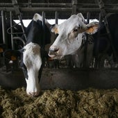 Estados Unidos estudia la aparición de gripe aviar entre vacas lecheras de diferentes estados