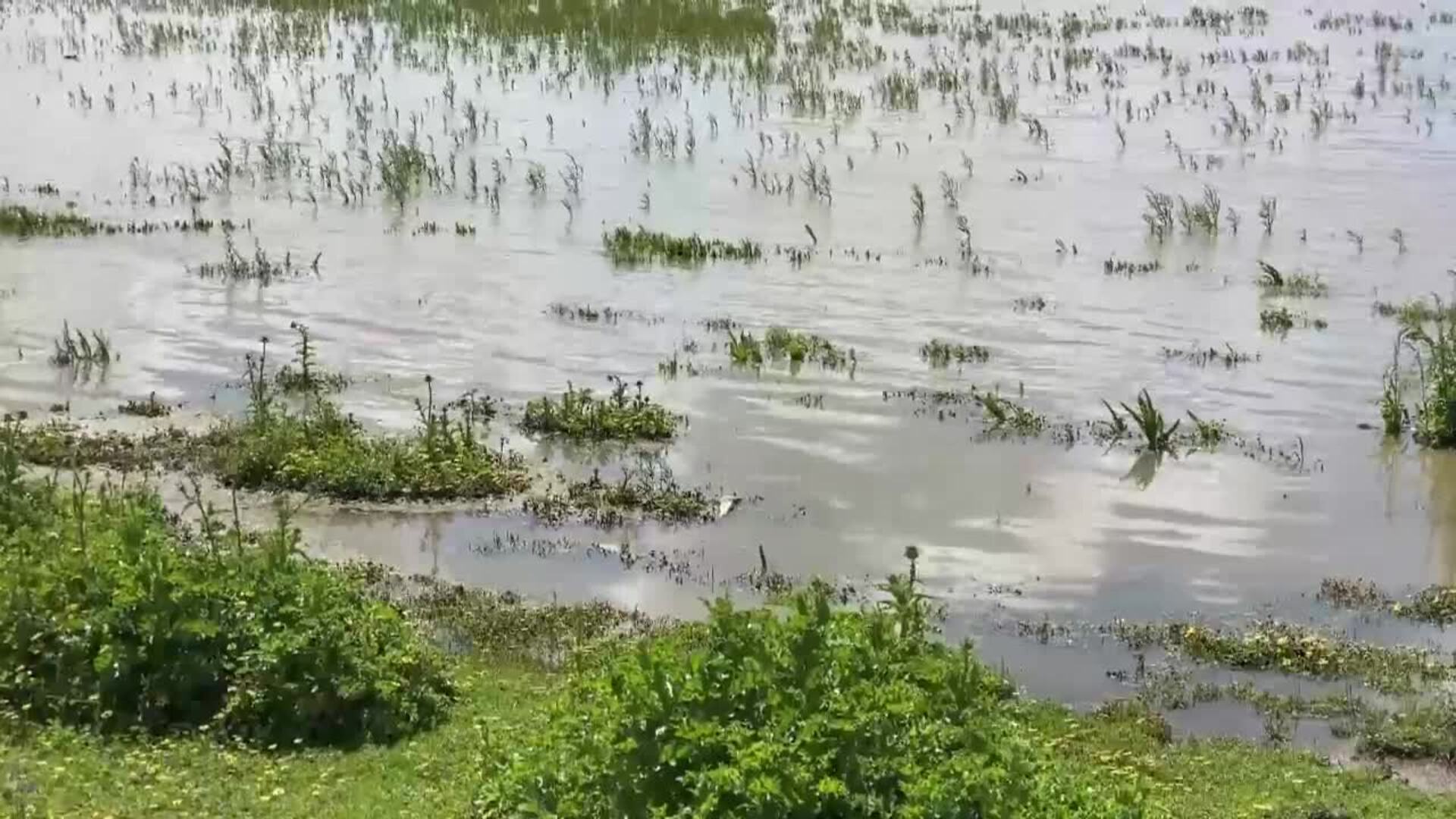Almonte (Huelva) alerta sobre la colmatación de la marisma de Doñana próxima a El Rocío