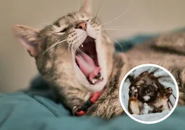 Estas son las horas que duerme los gatos y perros: también padecen trastornos del sueño