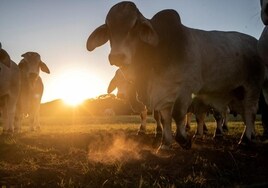 La OMS confirma el primer caso humano de gripe aviar por contacto con ganado vacuno