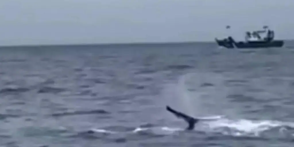 Avistan una ballena jorobada de unos 14 metros desde el puerto de Santoña (Cantabria)