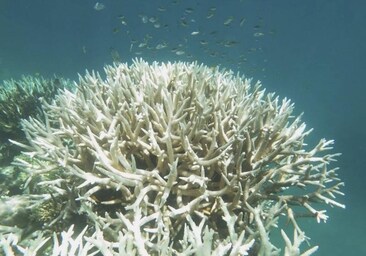 Los corales se mueren: el mundo se enfrenta a un nuevo episodio de blanqueamiento masivo