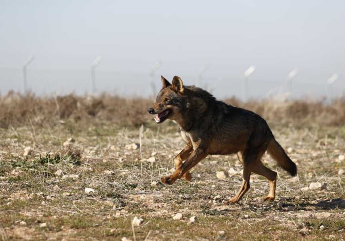 Un ejemplar de lobo