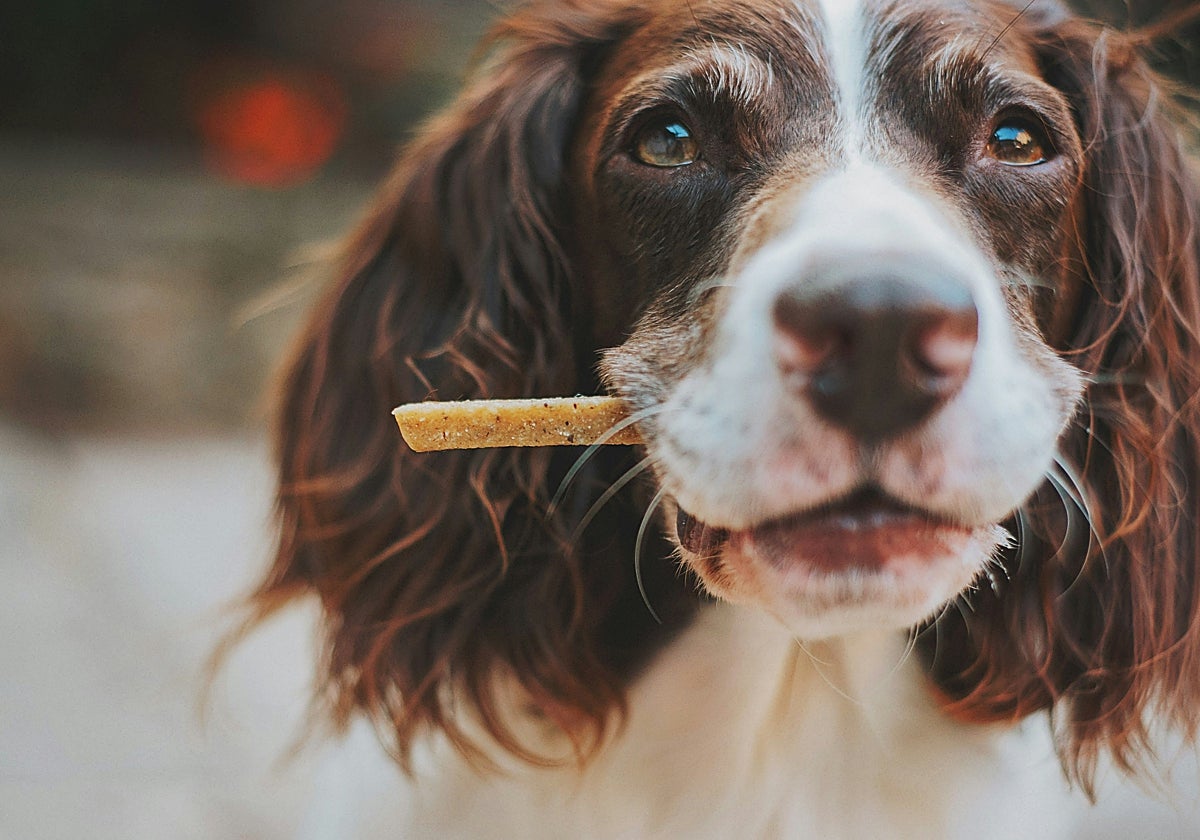 Snacks saludables para perros: consejos para saber cuándo y cómo recompensar a nuestra mascota