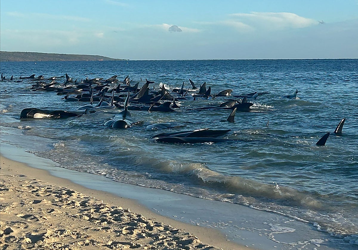 Un grupo de ballenas piloto varadas en la costa occidental de Australia