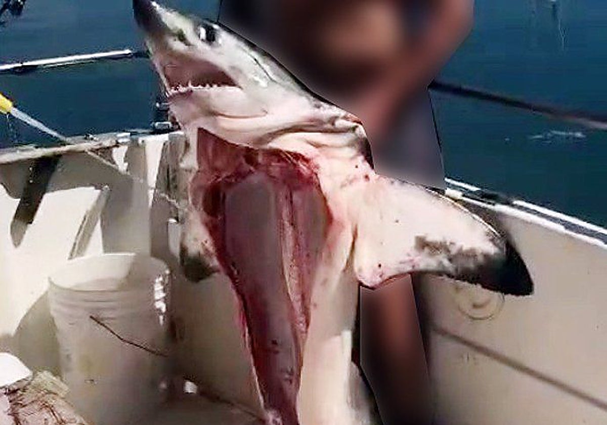 Captura del vídeo, donde se ve al hombre sosteniendo el cadáver sin tripas del tiburón