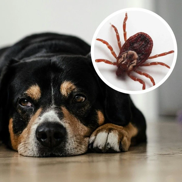 Esta enfermedad que transmitenlas garrapatas puede ser mortal para tu perro