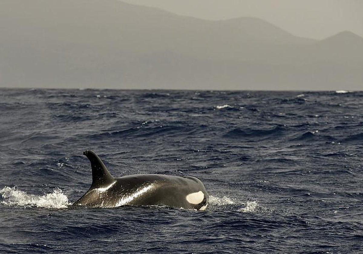 Una orca frente a las costas españolas