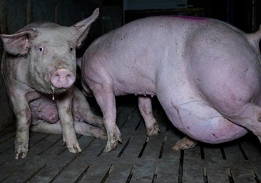 Comida con gusanos y heridas infectadas por los golpes de un martillo con púas: así 'sobreviven' mil cerdos en una nueva «granja del terror»