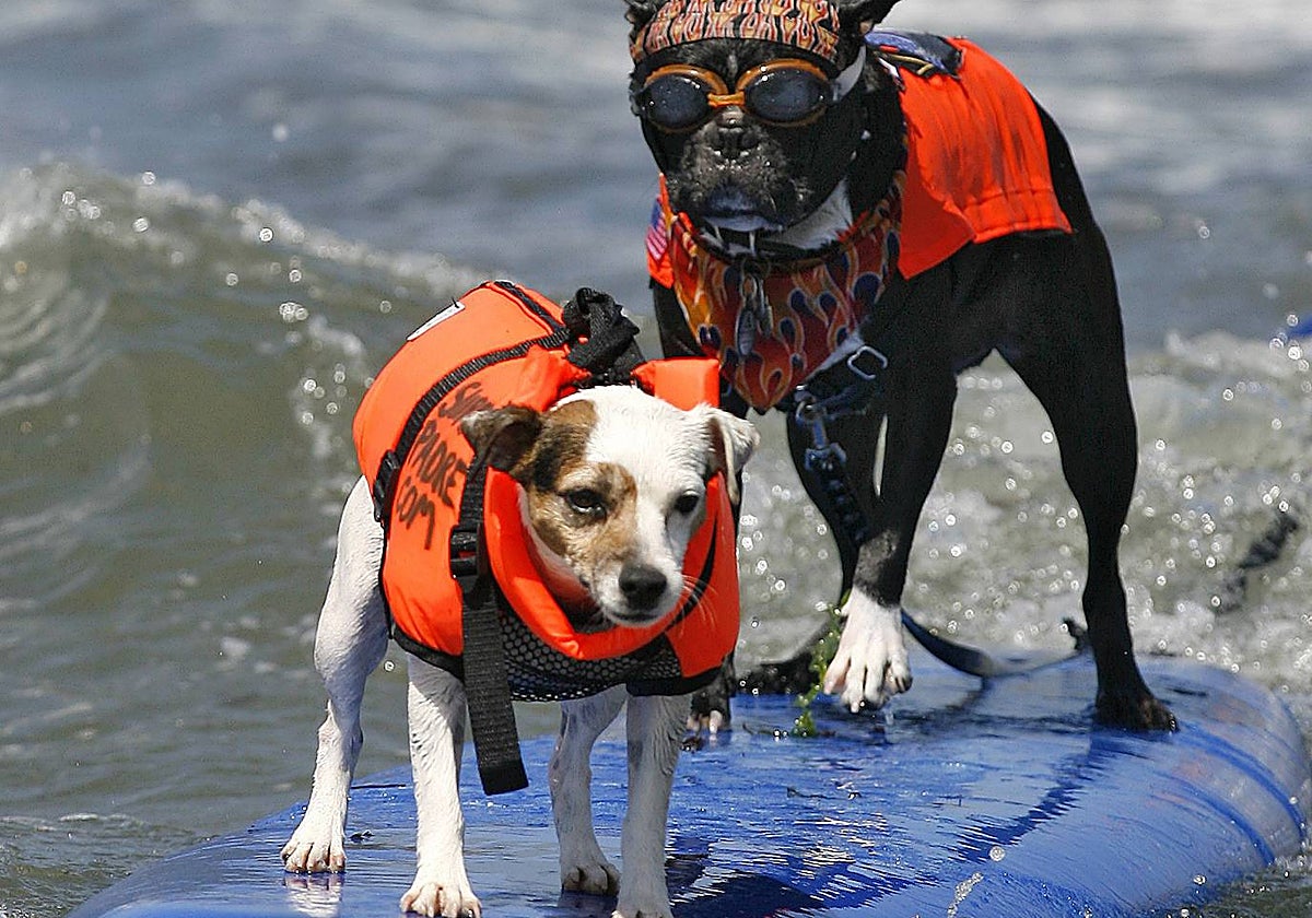 Imagen de dos perros surfeando