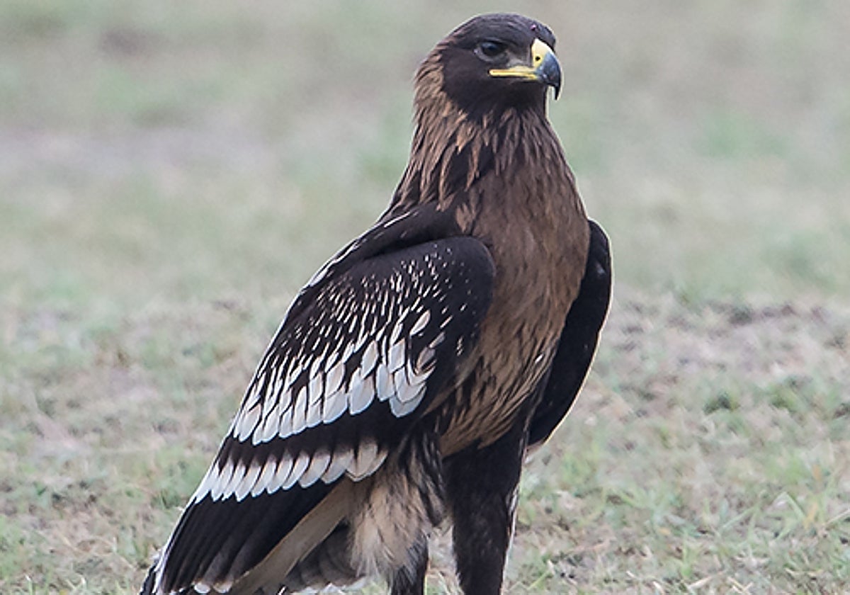 Un ejemplar de águila moteada