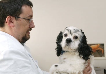 Llega la radioterapia para tratar el cáncer de las mascotas
