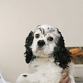 Llega la radioterapia para tratar el cáncer de las mascotas