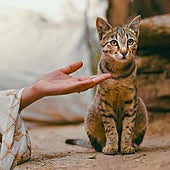 Esta es la forma más eficaz para llamar a un gato y que te haga caso, según un estudio