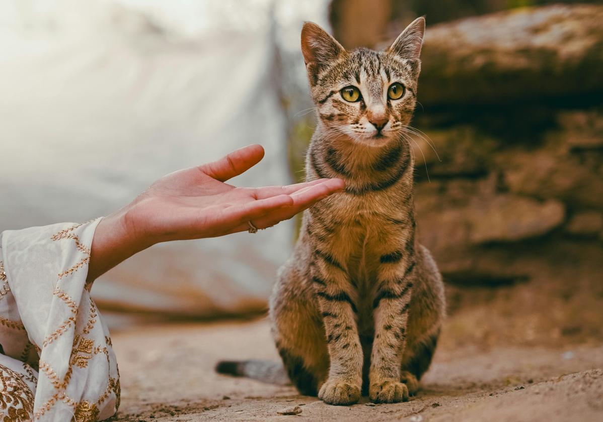 Esta es la forma más eficaz para llamar a un gato y que te haga caso, según un estudio