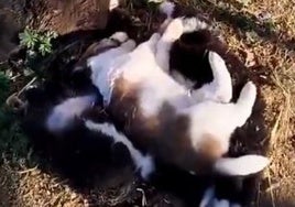 Matan brutalmente a cinco cachorros en un refugio de animales: «Esto ha sido una salvajada»