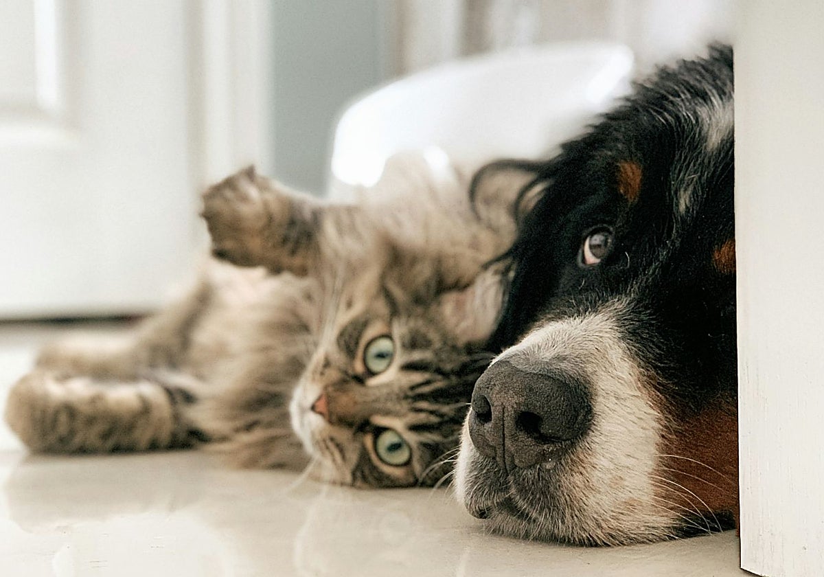 Un estudio rompe con el mito de la mala relación entre perros y gatos: «no siempre estarán en guerra»